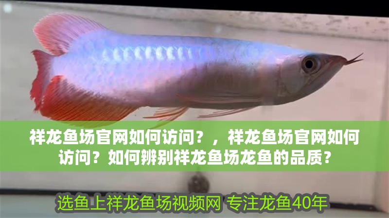 祥龍魚(yú)場(chǎng)官網(wǎng)如何訪(fǎng)問(wèn)？，祥龍魚(yú)場(chǎng)官網(wǎng)如何訪(fǎng)問(wèn)？如何辨別祥龍魚(yú)場(chǎng)龍魚(yú)的品質(zhì)？