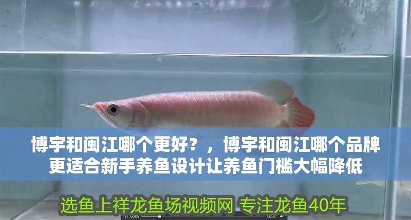 博宇和閩江哪個更好？，博宇和閩江哪個品牌更適合新手養魚設計讓養魚門檻大幅降低 博宇和閩江哪個更好？，博宇和閩江哪個品牌更適合新手養魚設計讓養魚門檻大幅降低 龍魚百科