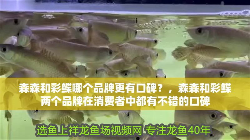 玻璃做魚缸怎么粘才牢固:如何自制玻璃魚缸 森森和彩鰈哪個品牌更有口碑?,森森和彩鰈兩個品牌在消費者中都有不錯的口碑 龍魚百科 森森和彩鰈哪個品牌更有口碑?,森森和彩鰈兩個品牌在消費者中都有不錯的口碑 森森和彩鰈哪個品牌更有口碑?,森森和彩鰈兩個品牌在消費者中都有不錯的口碑 龍魚百科