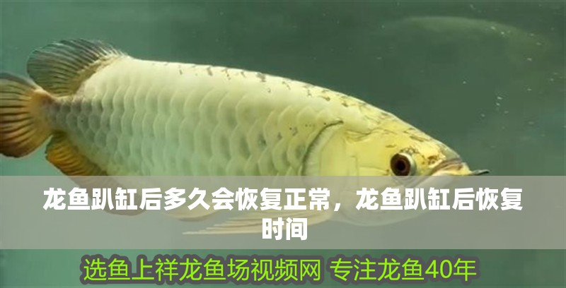 龍魚趴缸后多久會恢復正常，龍魚趴缸后恢復時間 龍魚趴缸后多久會恢復正常，龍魚趴缸后恢復時間 龍魚百科