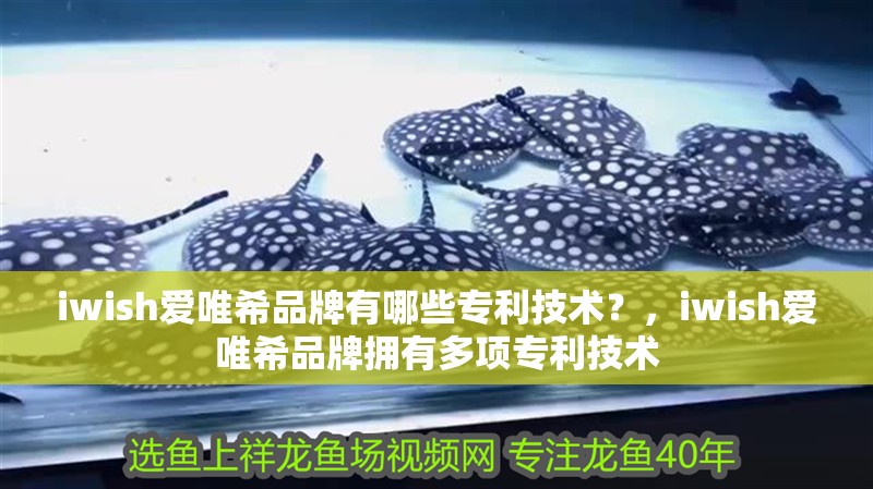 iwish愛唯希品牌有哪些專利技術？，iwish愛唯希品牌擁有多項專利技術 iwish愛唯希品牌有哪些專利技術？，iwish愛唯希品牌擁有多項專利技術 龍魚百科