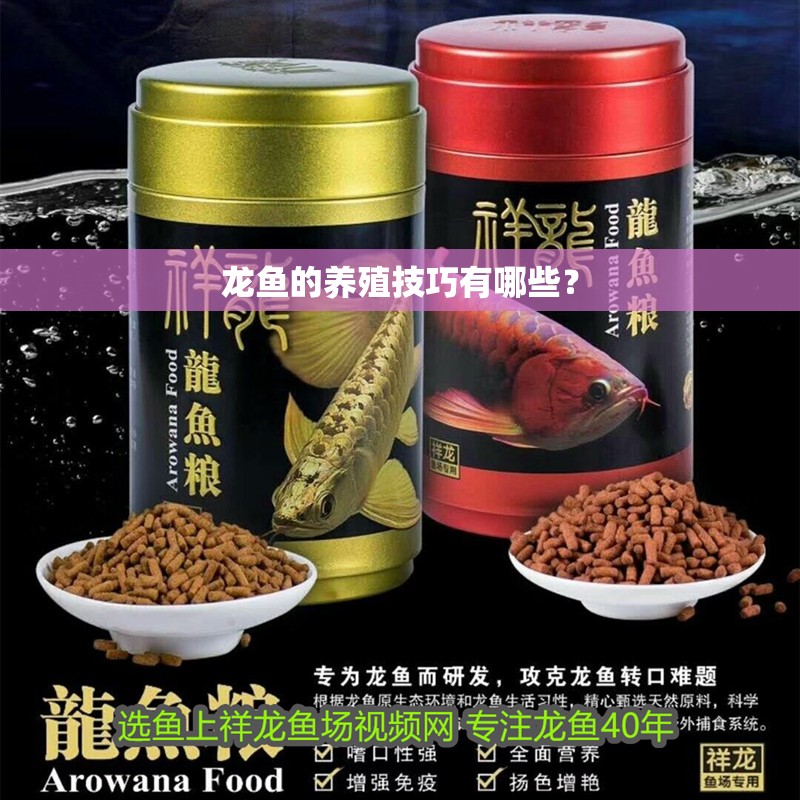 龍魚的養殖技巧有哪些？ 龍魚的養殖技巧有哪些？ 龍魚百科