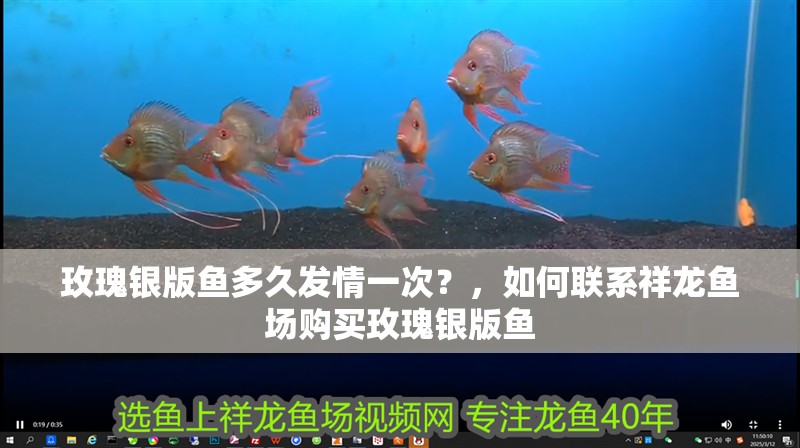 玫瑰銀版魚(yú)多久發(fā)情一次？，如何聯(lián)系祥龍魚(yú)場(chǎng)購(gòu)買(mǎi)玫瑰銀版魚(yú) 玫瑰銀版魚(yú)多久發(fā)情一次？，如何聯(lián)系祥龍魚(yú)場(chǎng)購(gòu)買(mǎi)玫瑰銀版魚(yú) 龍魚(yú)百科