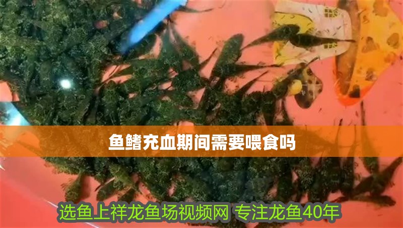 魚鰭充血期間需要喂食嗎