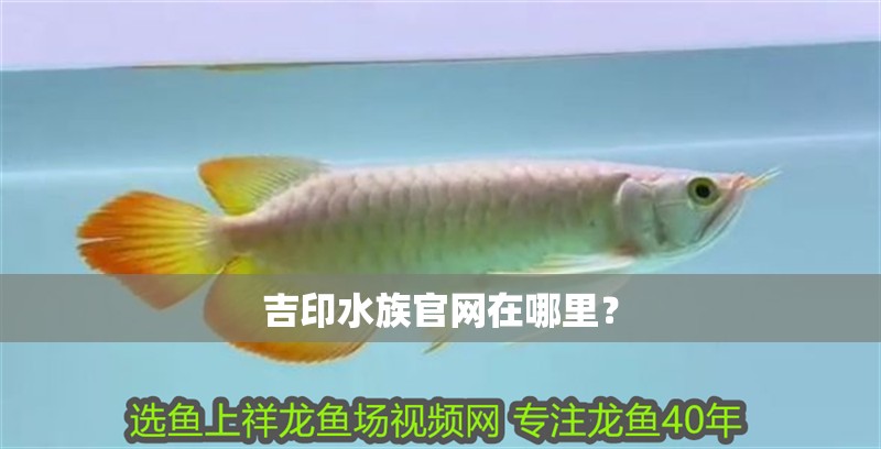 吉印水族官網(wǎng)在哪里？ 吉印水族官網(wǎng)在哪里？ 龍魚百科