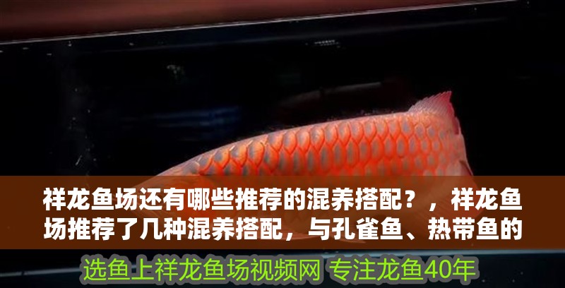 祥龍魚場還有哪些推薦的混養搭配？，祥龍魚場推薦了幾種混養搭配，與孔雀魚、熱帶魚的混養 祥龍魚場還有哪些推薦的混養搭配？，祥龍魚場推薦了幾種混養搭配，與孔雀魚、熱帶魚的混養 龍魚百科