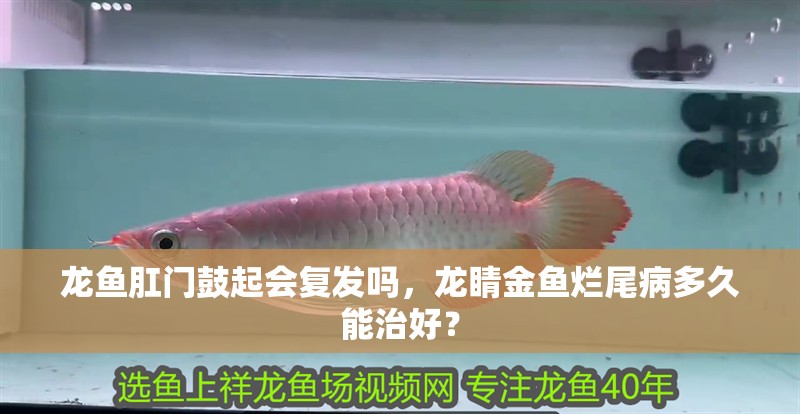 龍魚肛門鼓起會復發嗎，龍睛金魚爛尾病多久能治好？ 龍魚肛門鼓起會復發嗎，龍睛金魚爛尾病多久能治好？ 龍魚百科