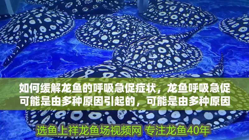 如何緩解龍魚的呼吸急促癥狀，龍魚呼吸急促可能是由多種原因引起的，可能是由多種原因引起的 如何緩解龍魚的呼吸急促癥狀，龍魚呼吸急促可能是由多種原因引起的，可能是由多種原因引起的 龍魚百科