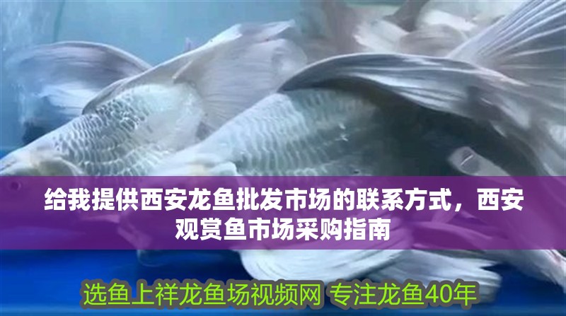 給我提供<strong><mark>西安</mark></strong>龍魚批發市場的聯系方式，<strong><mark>西安</mark></strong>觀賞魚市場采購指南