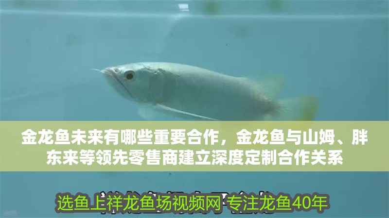金龍魚未來有哪些重要合作，金龍魚與山姆、胖東來等領先零售商建立深度定制合作關系 金龍魚未來有哪些重要合作，金龍魚與山姆、胖東來等領先零售商建立深度定制合作關系 龍魚百科