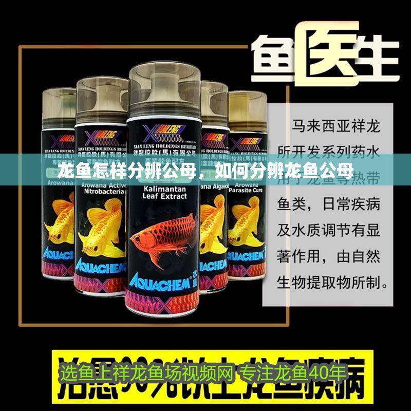 龍魚怎樣分辨公母，如何分辨龍魚公母