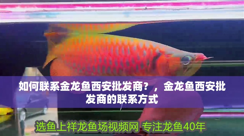 如何聯系金龍魚<strong><mark>西安</mark></strong>批發商？，金龍魚<strong><mark>西安</mark></strong>批發商的聯系方式