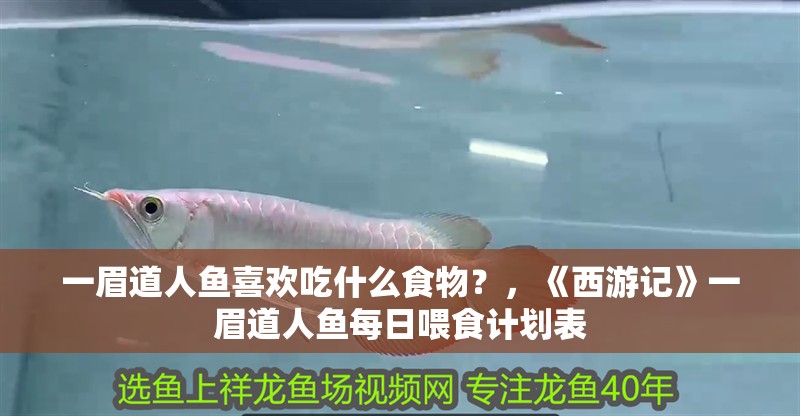 一眉道人魚喜歡吃什么食物？，《西游記》一眉道人魚每日喂食計劃表 一眉道人魚喜歡吃什么食物？，《西游記》一眉道人魚每日喂食計劃表 龍魚百科
