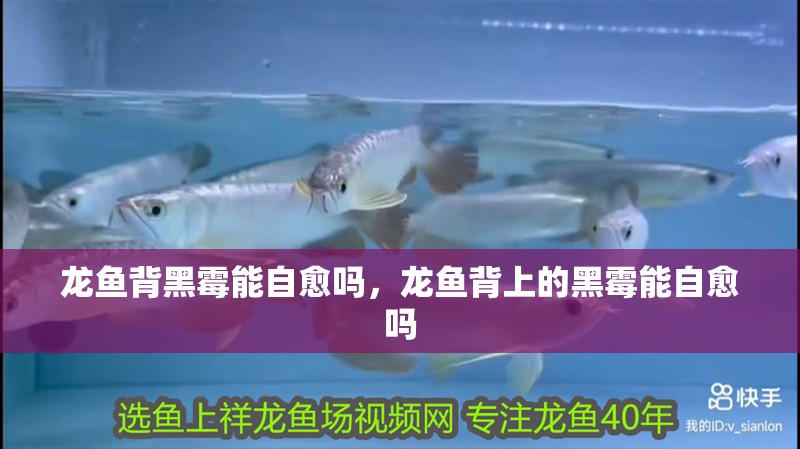 鸚鵡魚和銀龍魚混養怎樣喂食 龍魚背黑霉能自愈嗎,龍魚背上的黑霉能自愈嗎 龍魚百科 龍魚背黑霉能自愈嗎,龍魚背上的黑霉能自愈嗎 龍魚背黑霉能自愈嗎,龍魚背上的黑霉能自愈嗎 龍魚百科