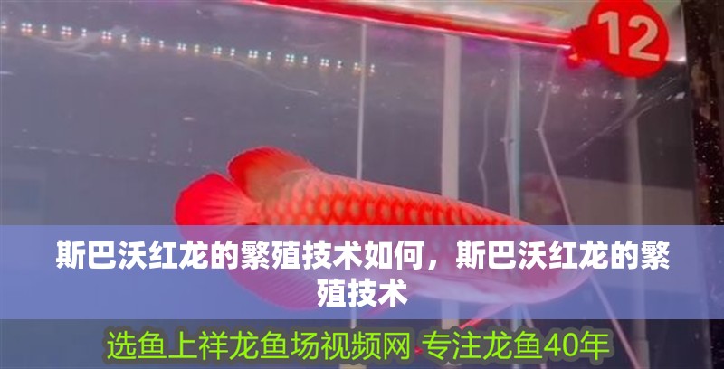 斯巴沃紅龍的繁殖技術如何，斯巴沃紅龍的繁殖技術 斯巴沃紅龍的繁殖技術如何，斯巴沃紅龍的繁殖技術 龍魚百科