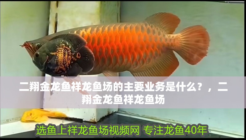 我的虎魚真菌感染了要怎么處理 二翔金龍魚祥龍魚場的主要業(yè)務(wù)是什么?,二翔金龍魚祥龍魚場 龍魚百科 二翔金龍魚祥龍魚場的主要業(yè)務(wù)是什么?,二翔金龍魚祥龍魚場 二翔金龍魚祥龍魚場的主要業(yè)務(wù)是什么?,二翔金龍魚祥龍魚場 龍魚百科