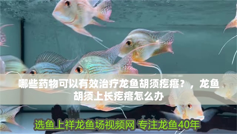 哪些藥物可以有效治療龍魚胡須疙瘩？，龍魚胡須上長疙瘩怎么辦 哪些藥物可以有效治療龍魚胡須疙瘩？，龍魚胡須上長疙瘩怎么辦 龍魚百科