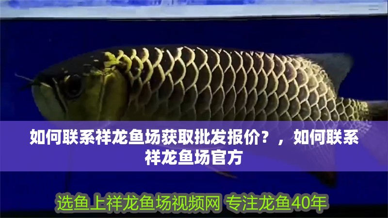 如何聯系祥龍魚場獲取批發報價？，如何聯系祥龍魚場官方 如何聯系祥龍魚場獲取批發報價？，如何聯系祥龍魚場官方 龍魚百科