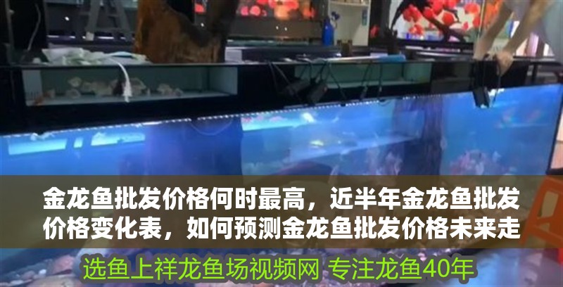 金龍魚批發價格何時最高，近半年金龍魚批發價格變化表，如何預測金龍魚批發價格未來走勢 金龍魚批發價格何時最高，近半年金龍魚批發價格變化表，如何預測金龍魚批發價格未來走勢 龍魚百科