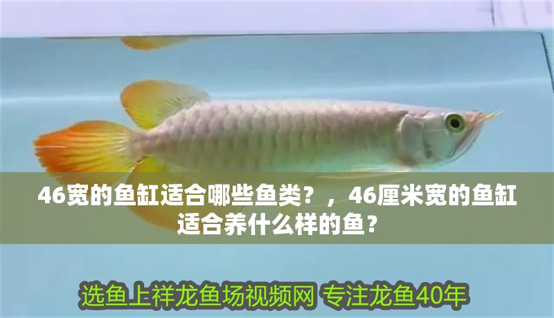 46寬的魚缸適合哪些魚類？，46厘米寬的魚缸適合養什么樣的魚？ 46寬的魚缸適合哪些魚類？，46厘米寬的魚缸適合養什么樣的魚？ 龍魚百科