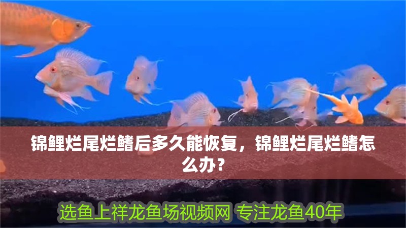 魚缸用增氧泵價格是多少:魚缸增氧機-xtrac增氧機-xtrac增氧機 錦鯉爛尾爛鰭后多久能恢復,錦鯉爛尾爛鰭怎么辦? 龍魚百科 錦鯉爛尾爛鰭后多久能恢復,錦鯉爛尾爛鰭怎么辦? 錦鯉爛尾爛鰭后多久能恢復,錦鯉爛尾爛鰭怎么辦? 龍魚百科