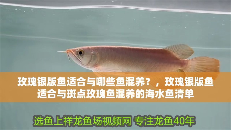 玫瑰銀版魚適合與哪些魚混養？，玫瑰銀版魚適合與斑點玫瑰魚混養的海水魚清單 玫瑰銀版魚適合與哪些魚混養？，玫瑰銀版魚適合與斑點玫瑰魚混養的海水魚清單 龍魚百科