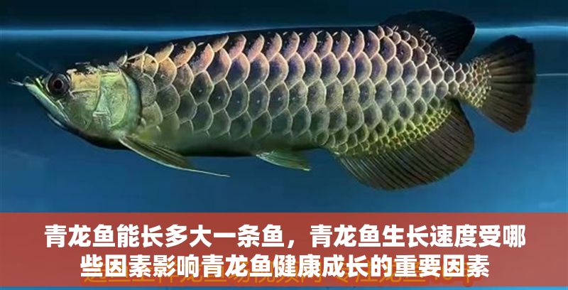 青龍魚能長多大一條魚，青龍魚生長速度受哪些因素影響青龍魚健康成長的重要因素