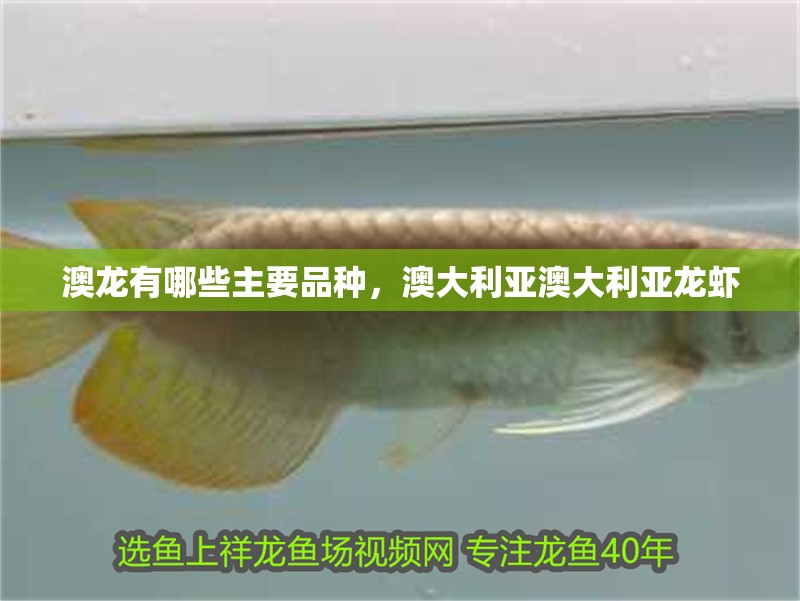 魚缸用增氧泵價(jià)格是多少:魚缸增氧機(jī)-xtrac增氧機(jī)-xtrac增氧機(jī) 澳龍有哪些主要品種,澳大利亞澳大利亞龍蝦 龍魚百科 澳龍有哪些主要品種,澳大利亞澳大利亞龍蝦 澳龍有哪些主要品種,澳大利亞澳大利亞龍蝦 龍魚百科