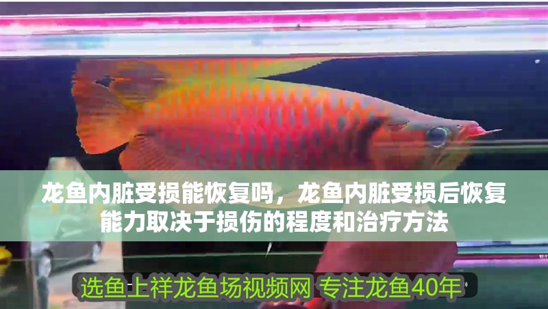 龍魚內(nèi)臟受損能恢復(fù)嗎，龍魚內(nèi)臟受損后恢復(fù)能力取決于損傷的程度和治療方法 龍魚內(nèi)臟受損能恢復(fù)嗎，龍魚內(nèi)臟受損后恢復(fù)能力取決于損傷的程度和治療方法 龍魚百科