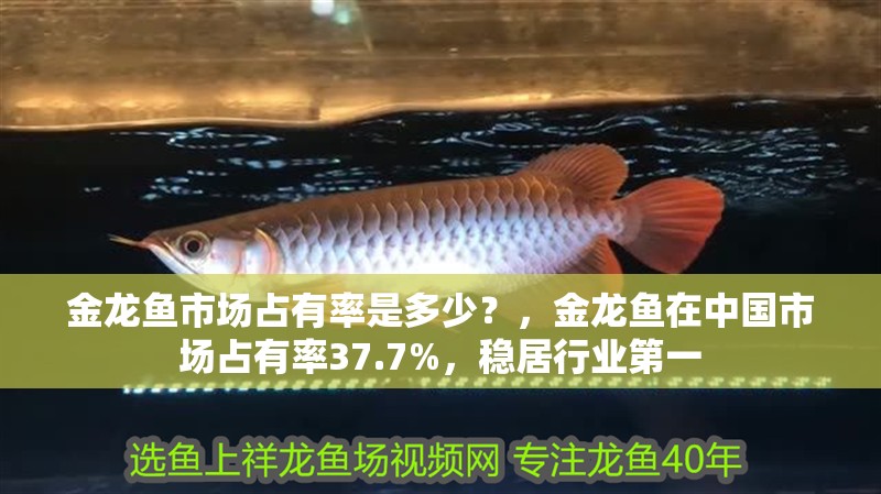 金龍魚(yú)市場(chǎng)占有率是多少？，金龍魚(yú)在中國(guó)市場(chǎng)占有率37.7%，穩(wěn)居行業(yè)第一 金龍魚(yú)市場(chǎng)占有率是多少？，金龍魚(yú)在中國(guó)市場(chǎng)占有率37.7%，穩(wěn)居行業(yè)第一 龍魚(yú)百科