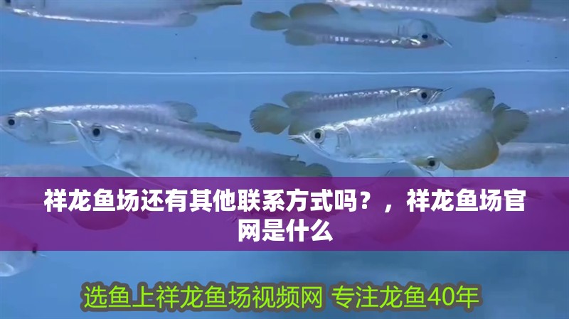 祥龍魚場還有其他聯系方式嗎？，祥龍魚場官網是什么 祥龍魚場還有其他聯系方式嗎？，祥龍魚場官網是什么 龍魚百科