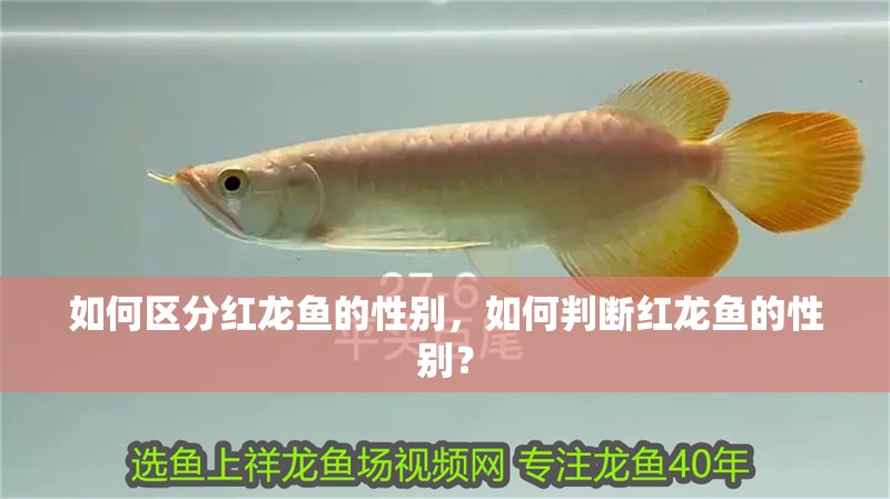 如何區(qū)分紅龍魚的性別，如何判斷紅龍魚的性別？ 如何區(qū)分紅龍魚的性別，如何判斷紅龍魚的性別？ 龍魚百科
