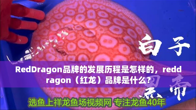 RedDragon品牌的發展歷程是怎樣的，reddragon（紅龍）品牌是什么？ RedDragon品牌的發展歷程是怎樣的，reddragon（紅龍）品牌是什么？ 龍魚百科