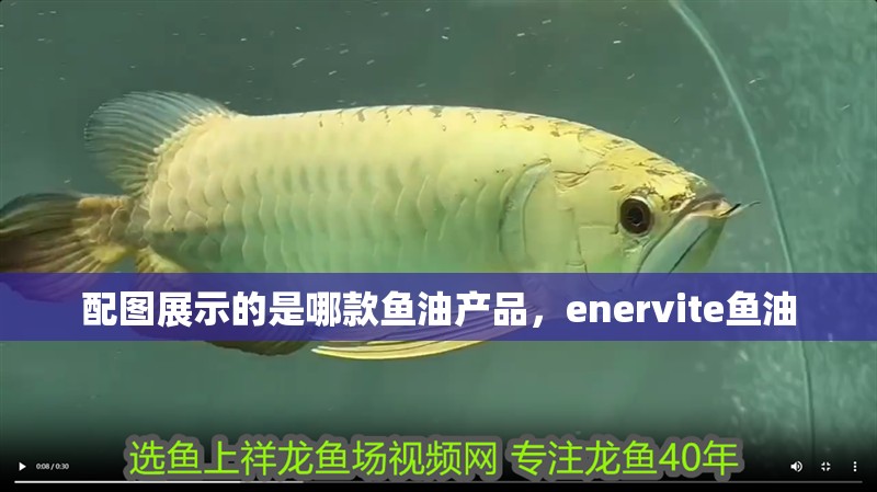 我的虎魚真菌感染了要怎么處理 配圖展示的是哪款魚油產(chǎn)品,enervite魚油 龍魚百科 配圖展示的是哪款魚油產(chǎn)品,enervite魚油 配圖展示的是哪款魚油產(chǎn)品,enervite魚油 龍魚百科