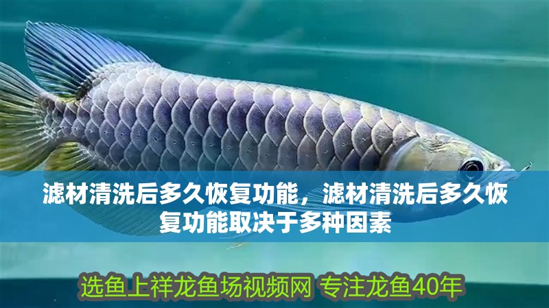 我的虎魚真菌感染了要怎么處理 濾材清洗后多久恢復功能,濾材清洗后多久恢復功能取決于多種因素 龍魚百科 濾材清洗后多久恢復功能,濾材清洗后多久恢復功能取決于多種因素 濾材清洗后多久恢復功能,濾材清洗后多久恢復功能取決于多種因素 龍魚百科