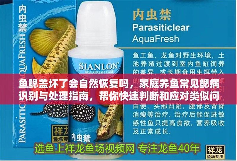 魚鰓蓋壞了會自然恢復(fù)嗎，家庭養(yǎng)魚常見鰓病識別與處理指南，幫你快速判斷和應(yīng)對類似問題 魚鰓蓋壞了會自然恢復(fù)嗎，家庭養(yǎng)魚常見鰓病識別與處理指南，幫你快速判斷和應(yīng)對類似問題 龍魚百科