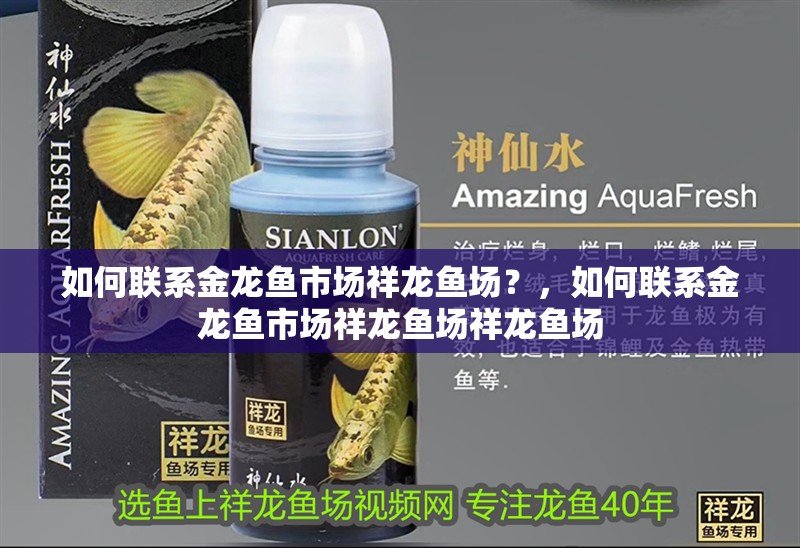 如何聯(lián)系金龍魚市場祥龍魚場？，如何聯(lián)系金龍魚市場祥龍魚場祥龍魚場 如何聯(lián)系金龍魚市場祥龍魚場？，如何聯(lián)系金龍魚市場祥龍魚場祥龍魚場 龍魚百科