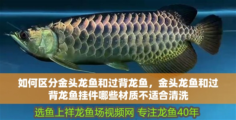 如何區分金頭龍魚和過背龍魚，金頭龍魚和過背龍魚掛件哪些材質不適合清洗 如何區分金頭龍魚和過背龍魚，金頭龍魚和過背龍魚掛件哪些材質不適合清洗 龍魚百科