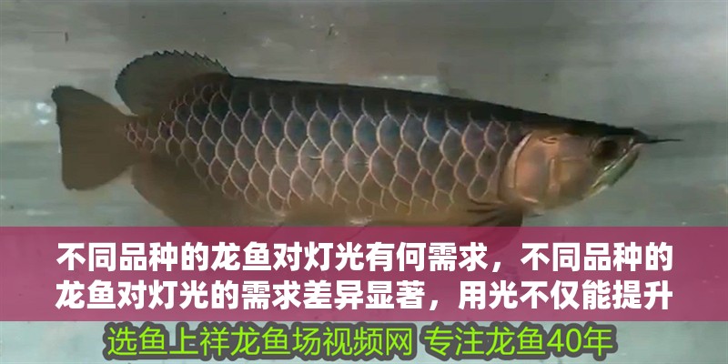 不同品種的龍魚對燈光有何需求，不同品種的龍魚對燈光的需求差異顯著，用光不僅能提升觀賞性 不同品種的龍魚對燈光有何需求，不同品種的龍魚對燈光的需求差異顯著，用光不僅能提升觀賞性 龍魚百科