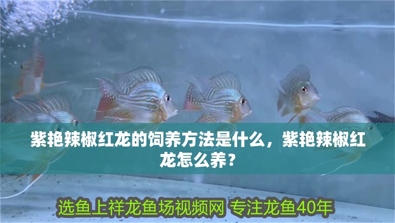 紫艷辣椒紅龍的飼養方法是什么，紫艷辣椒紅龍怎么養？ 紫艷辣椒紅龍的飼養方法是什么，紫艷辣椒紅龍怎么養？ 龍魚百科