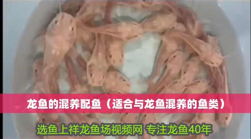 龍魚的混養(yǎng)配魚（適合與龍魚混養(yǎng)的魚類） 龍魚的混養(yǎng)配魚（適合與龍魚混養(yǎng)的魚類） 龍魚百科 第2張
