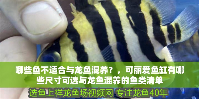 哪些魚不適合與龍魚混養？，可麗愛魚缸有哪些尺寸可選與龍魚混養的魚類清單 哪些魚不適合與龍魚混養？，可麗愛魚缸有哪些尺寸可選與龍魚混養的魚類清單 龍魚百科