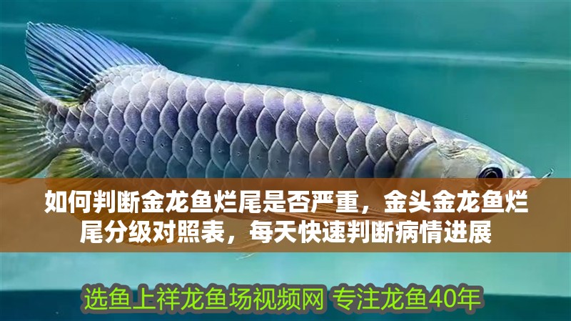 如何判斷金龍魚爛尾是否嚴重，金頭金龍魚爛尾分級對照表，每天快速判斷病情進展 如何判斷金龍魚爛尾是否嚴重，金頭金龍魚爛尾分級對照表，每天快速判斷病情進展 龍魚百科