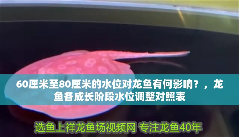 60厘米至80厘米的水位對龍魚有何影響？，龍魚各成長階段水位調整對照表 60厘米至80厘米的水位對龍魚有何影響？，龍魚各成長階段水位調整對照表 龍魚百科