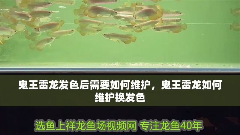 鬼王雷龍發(fā)色后需要如何維護(hù)，鬼王雷龍如何維護(hù)換發(fā)色 鬼王雷龍發(fā)色后需要如何維護(hù)，鬼王雷龍如何維護(hù)換發(fā)色 龍魚百科