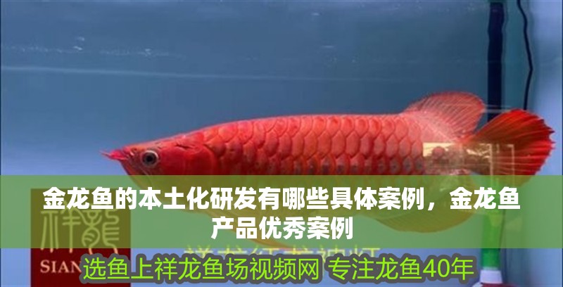 金龍魚的本土化研發(fā)有哪些具體案例，金龍魚產(chǎn)品優(yōu)秀案例 金龍魚的本土化研發(fā)有哪些具體案例，金龍魚產(chǎn)品優(yōu)秀案例 龍魚百科