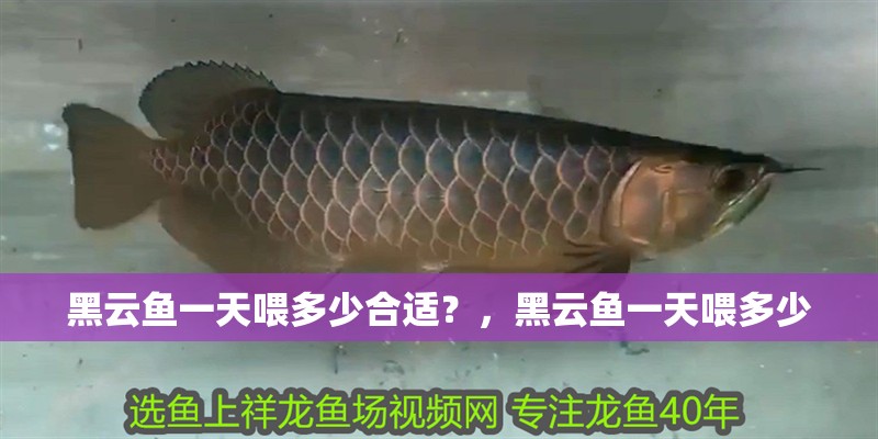 黑云魚一天喂多少合適？，黑云魚一天喂多少 黑云魚一天喂多少合適？，黑云魚一天喂多少 龍魚百科