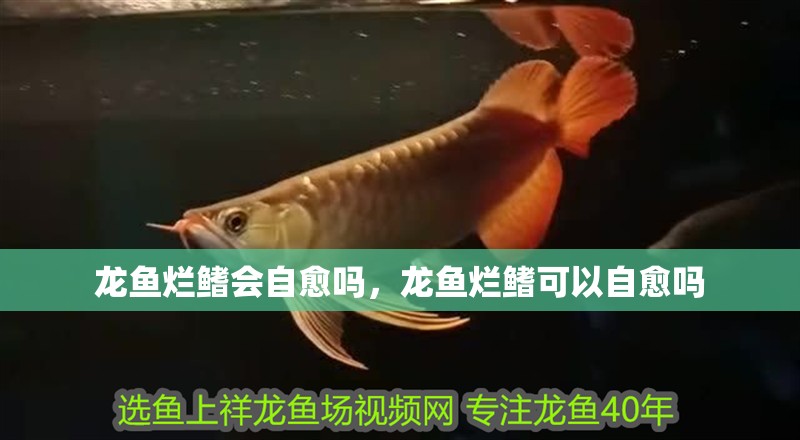 龍魚爛鰭會自愈嗎，龍魚爛鰭可以自愈嗎 龍魚爛鰭會自愈嗎，龍魚爛鰭可以自愈嗎 龍魚百科