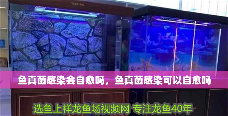 魚缸過濾器選購指南:自制魚缸過濾器魚缸上置過濾器對于養魚愛好者的必備知識 魚真菌感染會自愈嗎,魚真菌感染可以自愈嗎 龍魚百科 魚真菌感染會自愈嗎,魚真菌感染可以自愈嗎 魚真菌感染會自愈嗎,魚真菌感染可以自愈嗎 龍魚百科