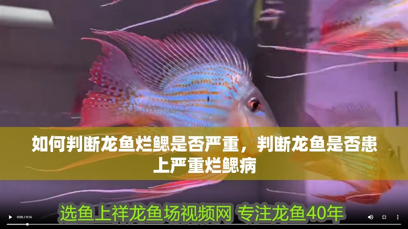 如何判斷龍魚爛鰓是否嚴(yán)重，判斷龍魚是否患上嚴(yán)重爛鰓病 如何判斷龍魚爛鰓是否嚴(yán)重，判斷龍魚是否患上嚴(yán)重爛鰓病 龍魚百科
